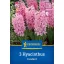 Bulb de flori Jacinth Fondant Kiepenkerl 3 bucăți