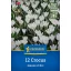 Bulbi de flori nucă de cocos Jeanne d'Arc Kiepenkerl 12 bucăți