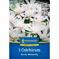Bulb Chickweed (Colhicum) Nufăr arctic Kiepenkerl 1 buc