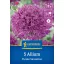 Floare Bulb Ornamental Ceapa Purple Sensation Kiepenkerl 5 buc