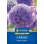 Bulb de flori Ceapă ornamentală Globemaster Kiepenkerl 1 buc