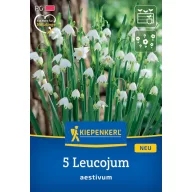   Bulb mazăre de primăvară (Leucojum aestivum) Kiepenkerl 5 buc