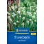Bulb mazăre de primăvară (Leucojum aestivum) Kiepenkerl 5 buc