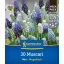 Bulb de flori Pearl (Muscari) Mix Megapack Kiepenkerl 30 buc