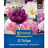   Bulb de flori Lalea Dulce Paradis Mix Megapack Kiepenkerl 12 buc