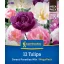 Bulb de flori Lalea Dulce Paradis Mix Megapack Kiepenkerl 12 buc