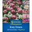 Mix de bulbi de flori Rosy Dream Mix Kiepenkerl 28 buc