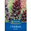 Bulb de floare Coroana imperială persană (Fritillaria persica) Kiepenkerl 1 buc.