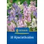 Bulbi de flori Mix clopoței spanioli (Hyacintoides) Kiepenkerl 10 buc