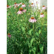 Suport semicircular pentru plante CHELSEA 40x80cm