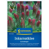   Trifoi violet (Trifolium inc.) - îngrășământ verde și apicultor pentru 25 m2 Kiepenkerl