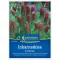 Trifoi violet (Trifolium inc.) - îngrășământ verde și apicultor pentru 25 m2 Kiepenkerl