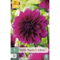 Virághagyma Dália Thomas A. Edison 1 db JUB