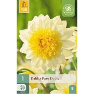 Virághagyma Dália Paso Doble 1 db JUB