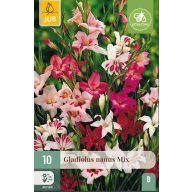 Virághagyma Kardvirág Nanus Mix 10 db JUB