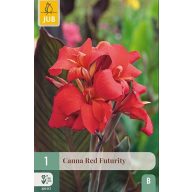 Virághagyma Canna Red Futurity 1 db JUB