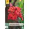 Virághagyma Canna Red Futurity 1 db JUB