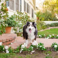   Câine în grădină – armonie, nu câmp de luptă - Webináriu - 27.02.2026, 19:00