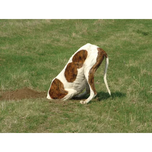 Câine în grădină – armonie, nu câmp de luptă - Webináriu - 27.02.2026, 19:00