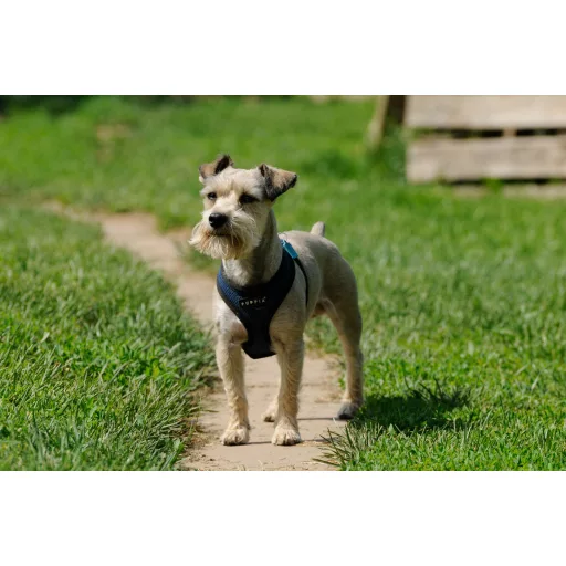 Câine în grădină – armonie, nu câmp de luptă - Webináriu - 27.02.2026, 19:00