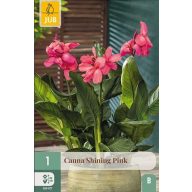 Virághagyma Canna Shining Pink 1 db JUB
