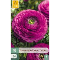 Virághagyma Ranunculus Paars/Purple 10 db JUB
