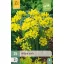 Virághagyma Allium Moly 25 db JUB