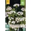 Virághagyma Vajszínű csillaghagyma (Triteleia hyacinthina) 25 db JUB