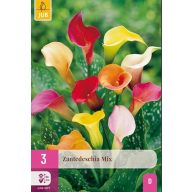 Virághagyma Kála (Zantedeschia) mix 3 db JUB