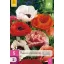 Virághagyma Papaver Orientale Mix 5 db JUB