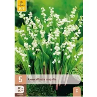 Évelő Convallaria majalis (Gyöngyvirág) 5 db JUB