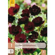 Évelő Cosmos atrosanguineus 1 db JUB