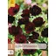 Évelő Cosmos atrosanguineus 1 db JUB