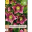 Évelő Helleborus orientalis Montsegur 1 db JUB