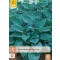 Évelő Hosta Halcyon 1 db JUB
