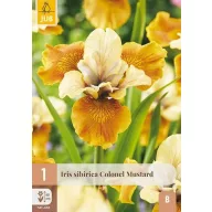 Évelő Iris sibirica Colonel Mustard  1 db JUB