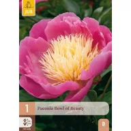 Évelő Paeonia Bowl of Beauty (Bazsarózsa) 1 db JUB