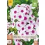Évelő Phlox Paniculata Swizzle Blue (Lángvirág) 1 db JUB