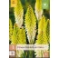 Évelő Tritoma (Kniphofia) Ice Queen (Fáklyaliliom) 1 db JUB
