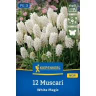   Virághagyma Gyöngyike (Muscari) White Magic Kiepenkerl 12 db