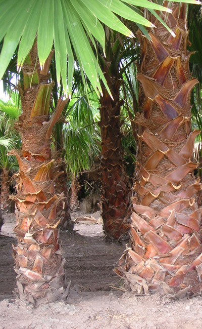 Palmier (Washingtonia robusta) 5 seminţe