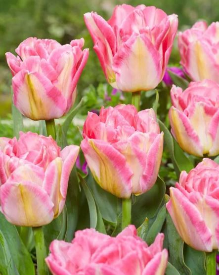 Bulb de flori Lalea Pink Delight 7 bucăți JUB