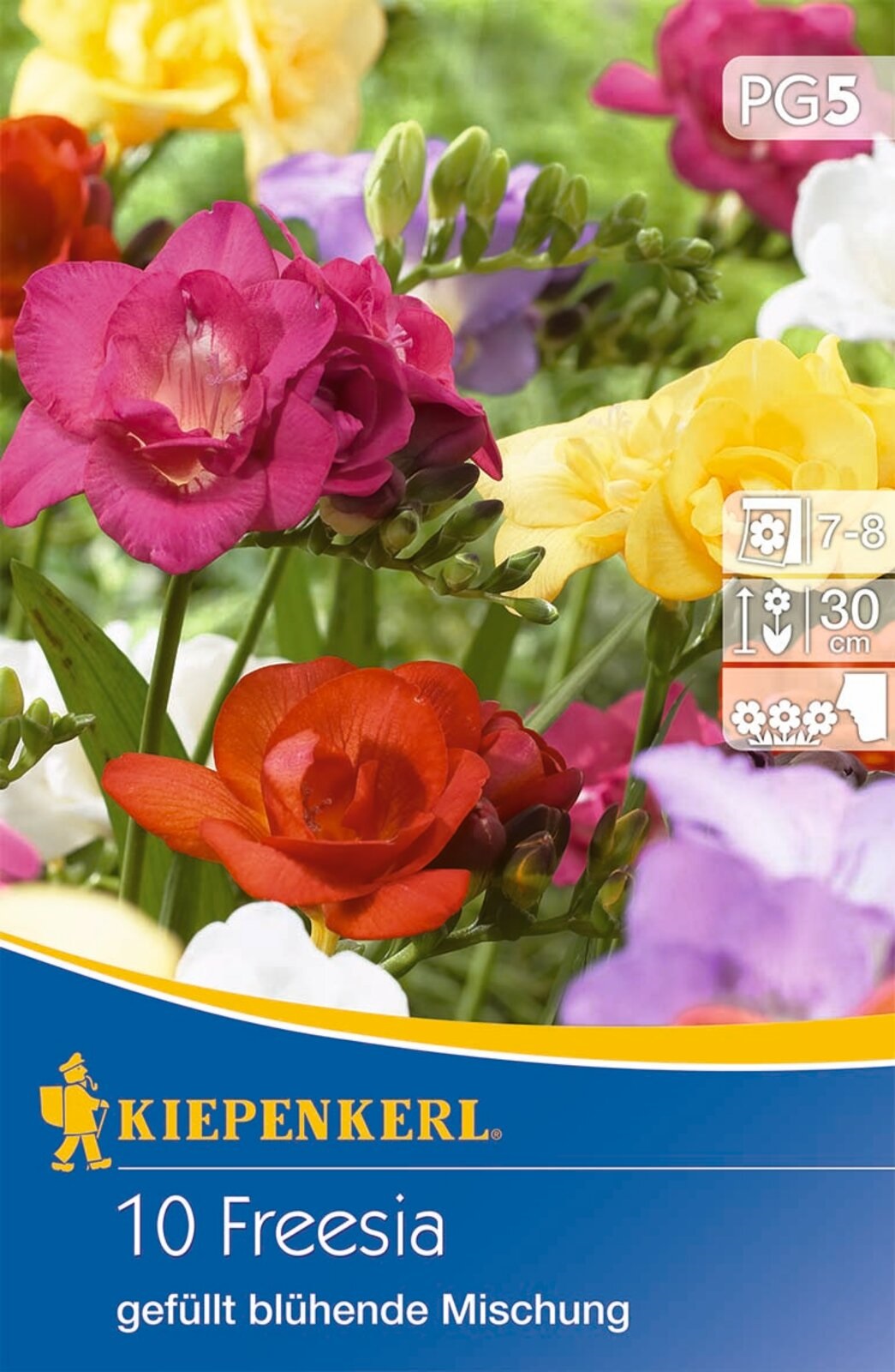 Virághagyma Frézia (Freesia) teltvirágú színkeverék Kiepenkerl 10 db