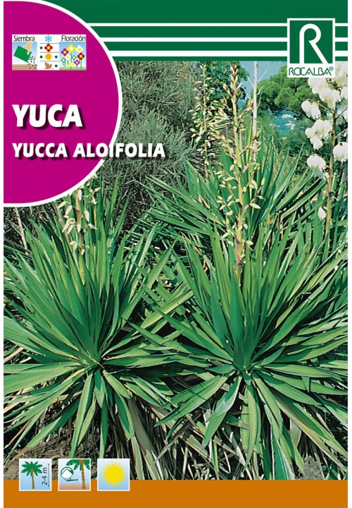 Yucca (Yucca aloifolia)
