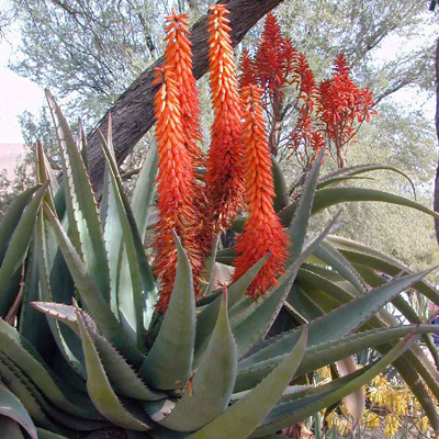 Aloe țepoasă (Aloe ferox) 5 semințe