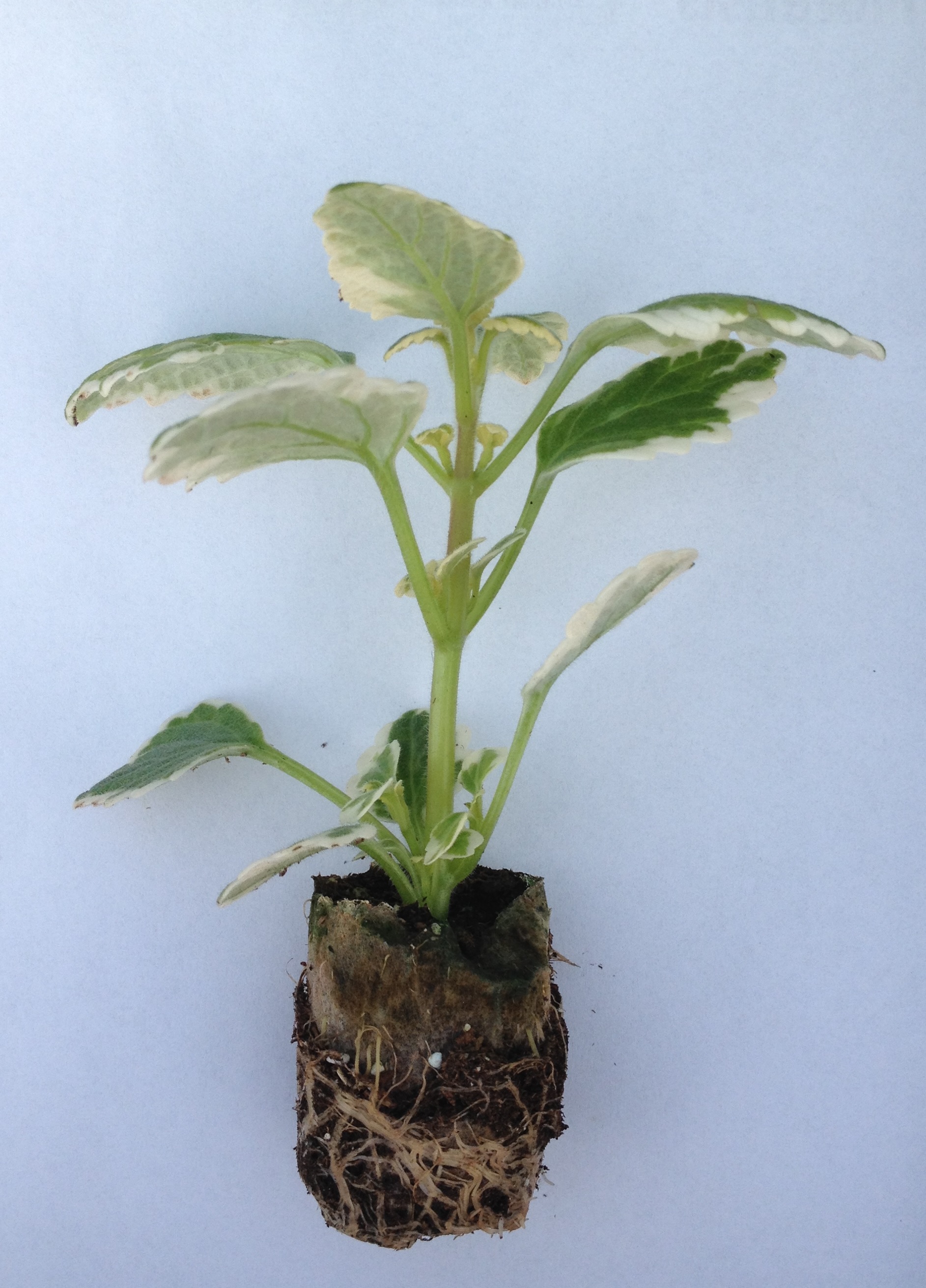Geranium și plante anti-țânțari - plante târâtoare, amestec de răsadurii 6 bucăți