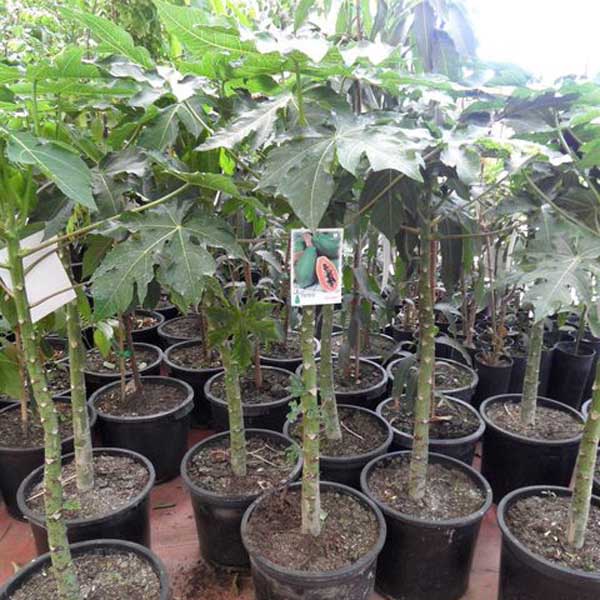 Papaya (Carica Papaya) 5 seminţe