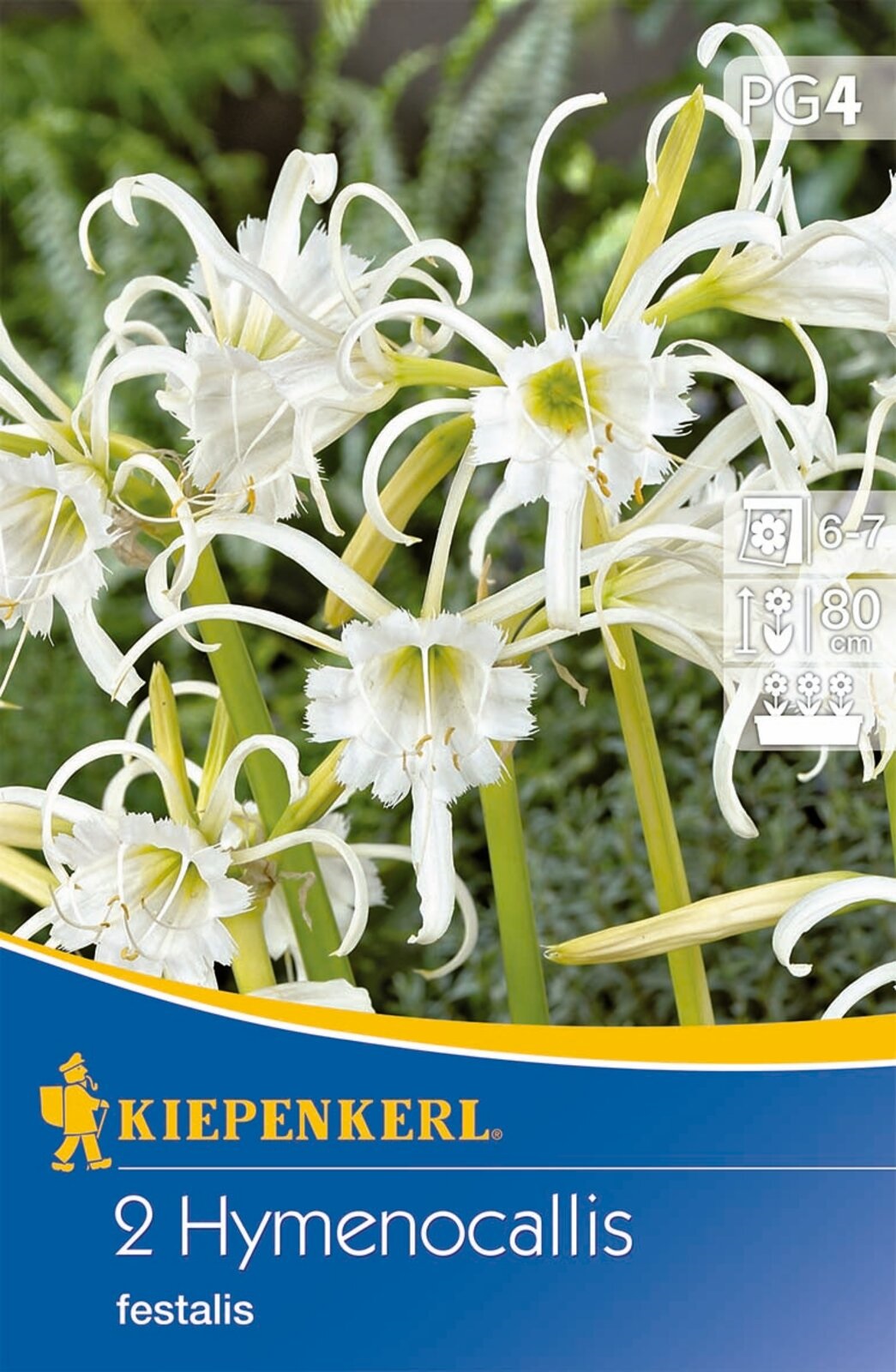 Virághagyma Pókliliom (Hymenocallis) Ismene (fehér) Kiepenkerl 2 db