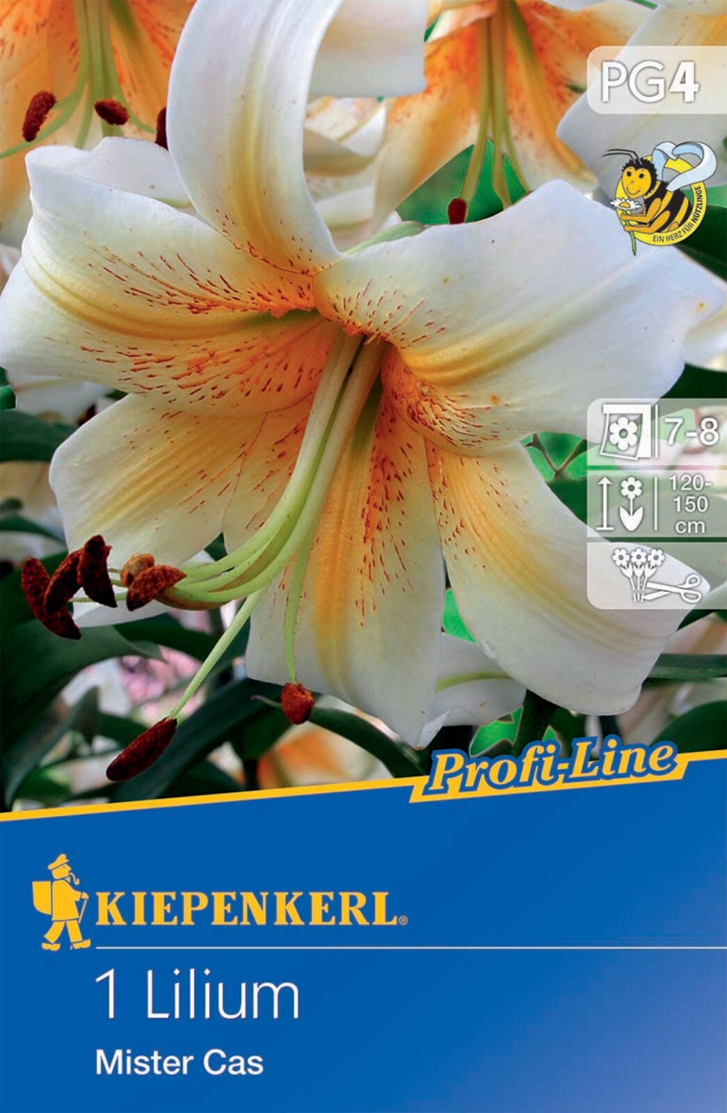 Bulb de flori Lily Mister Cas Kiepenkerl 1 buc