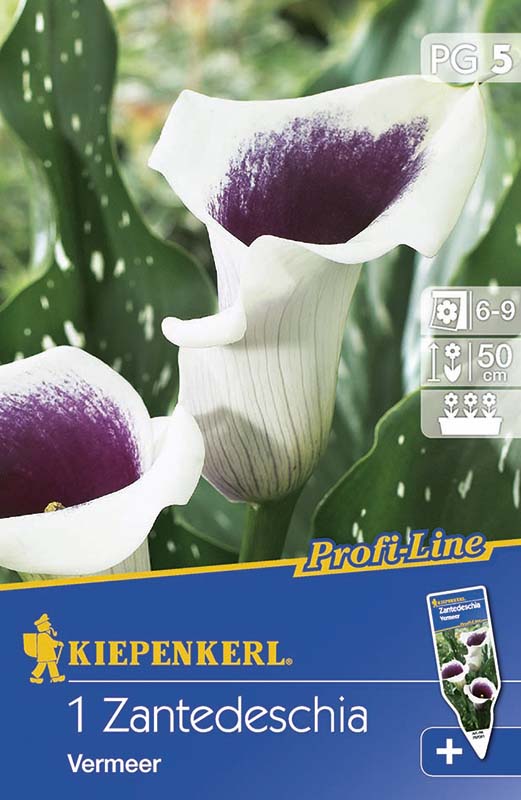 Bulbi de flori Kiepenkerl Calla Verme 5 buc